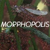 Morphopolis pobierz