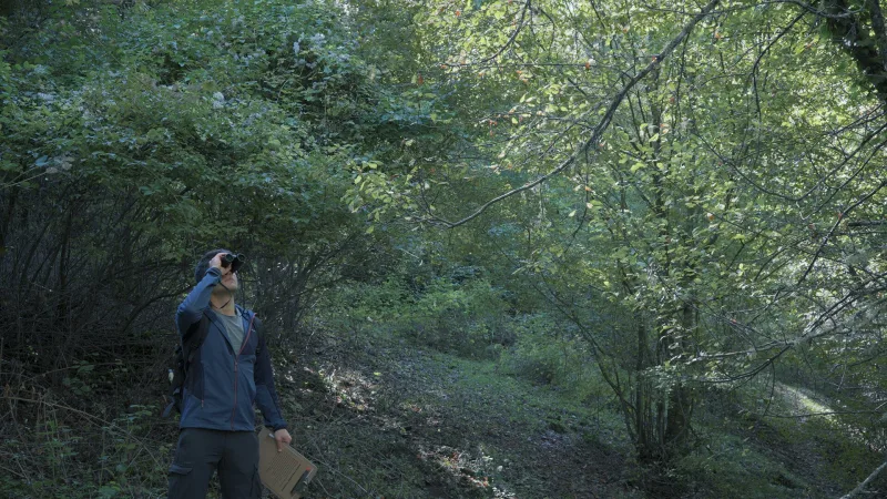 Wordless Forest screenshot 1